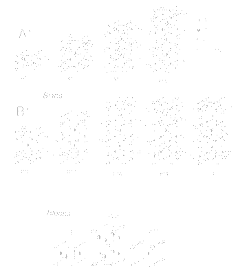 Perovskite-like slabs A*, B* and intermediate blocks