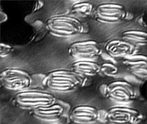 fig9.jpg